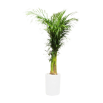 Maceta con planta natural